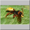Nomada flava  - Wespenbiene m02c 7mm - OS-Garten det.jpg